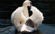 swan-g195e234561920